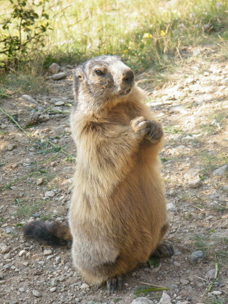 	 Nos amis les marmottes