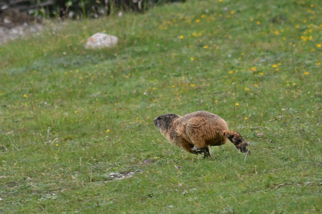 Marmotte photographiée le 12 juin 2020 sur le site d'Eygliers par Christian Millet