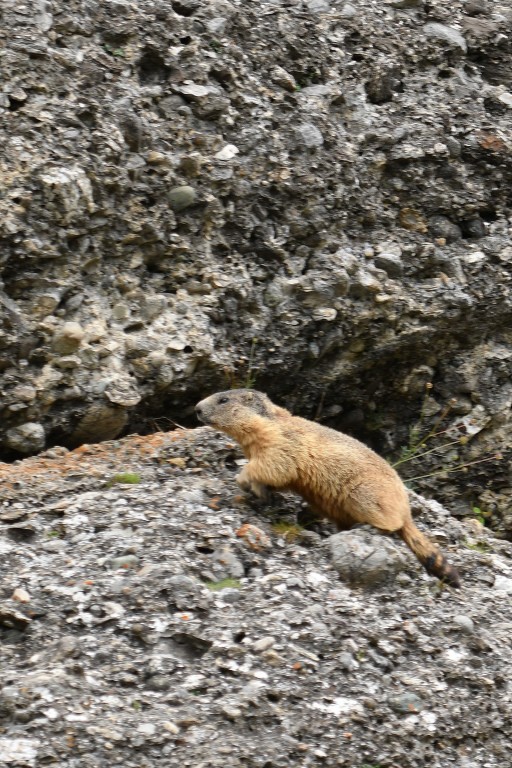 Marmotte photographiée le 12 juin 2020 sur le site d'Eygliers par Christian Millet