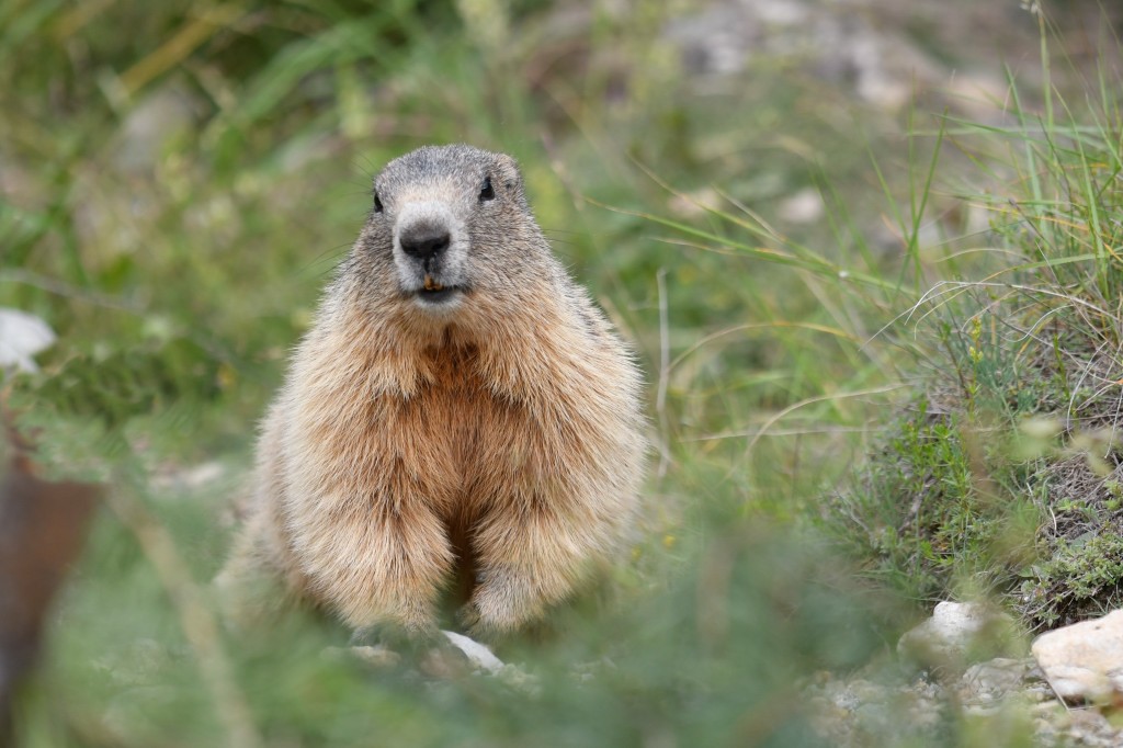 Marmotte photographiée le 12 juin 2020 sur le site d'Eygliers par Christian Millet