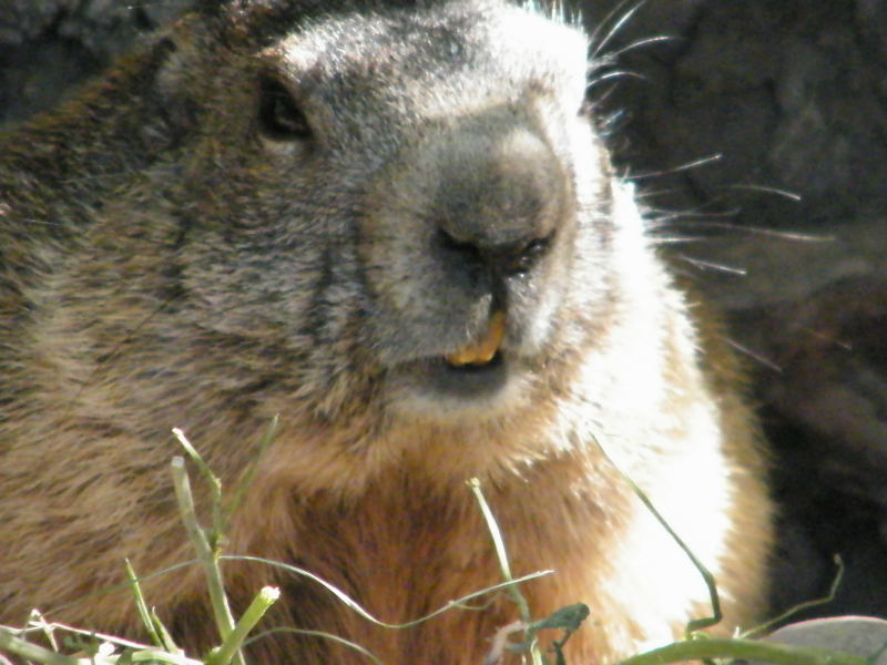 	 Nos amis les marmottes