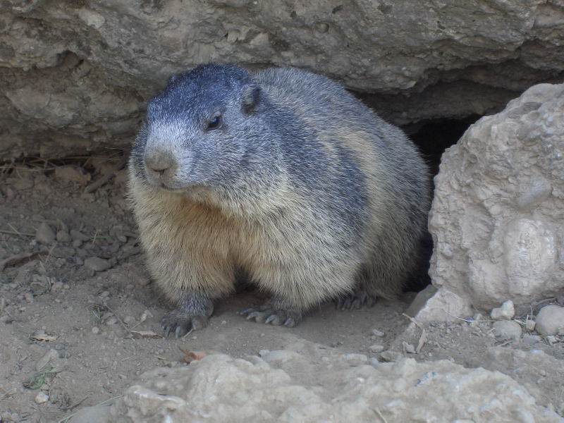 Nos amis les marmottes