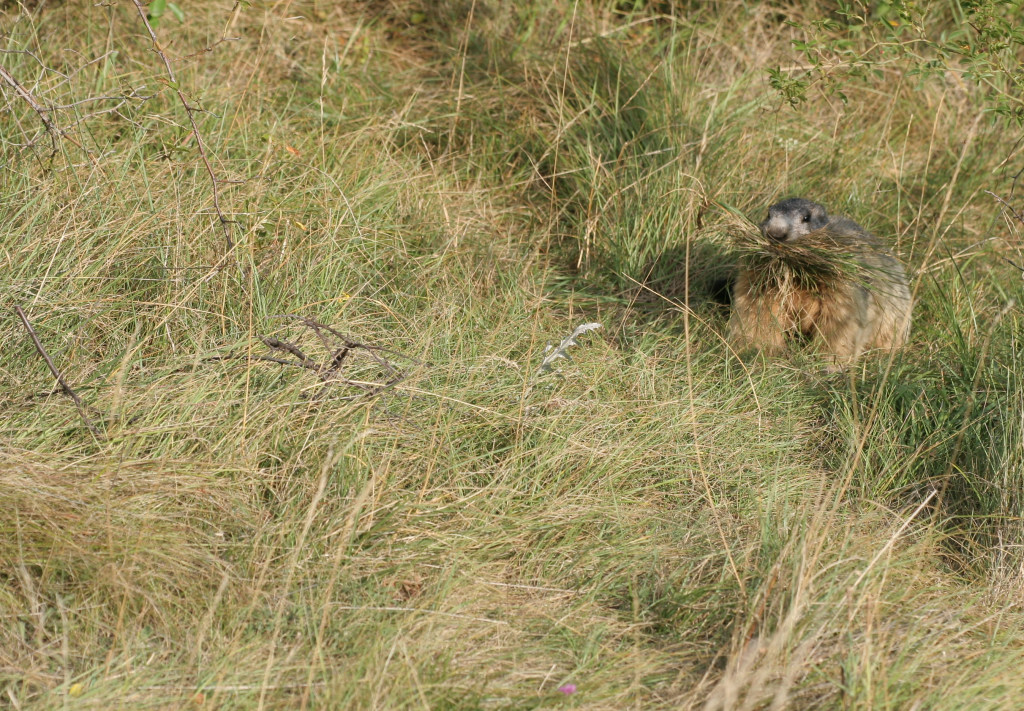 Nos amis les marmottes