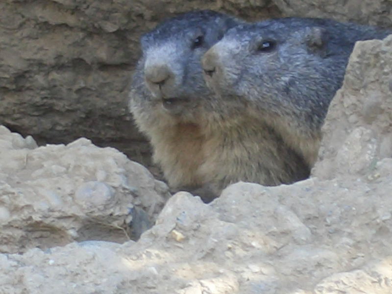 Duo de marmottes