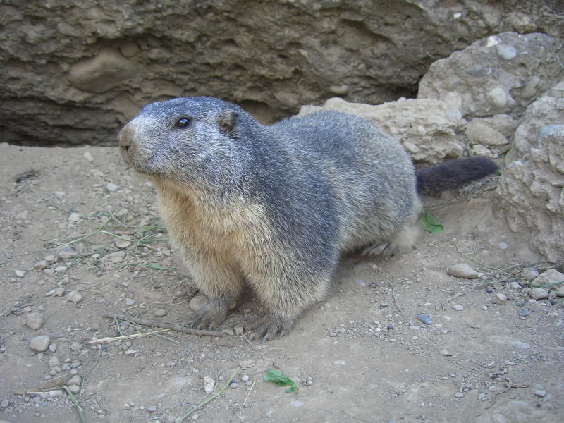 Nos amis les marmottes