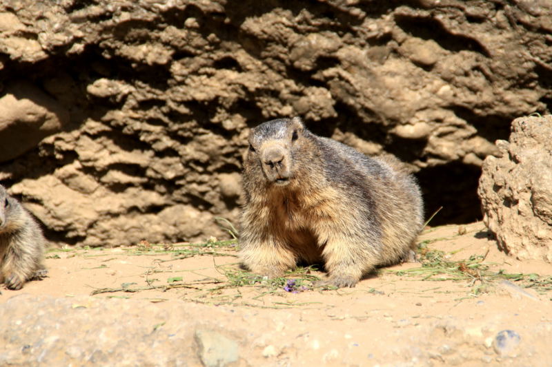 Nos amis les marmottes