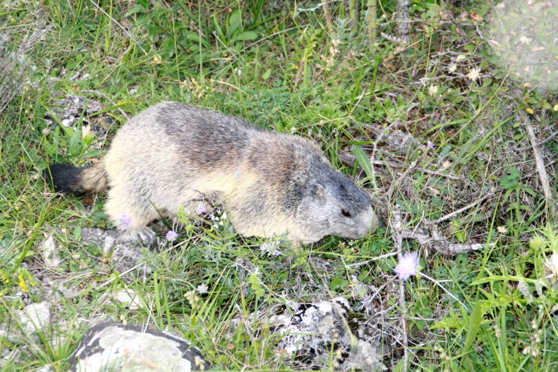 Nos amis les marmottes