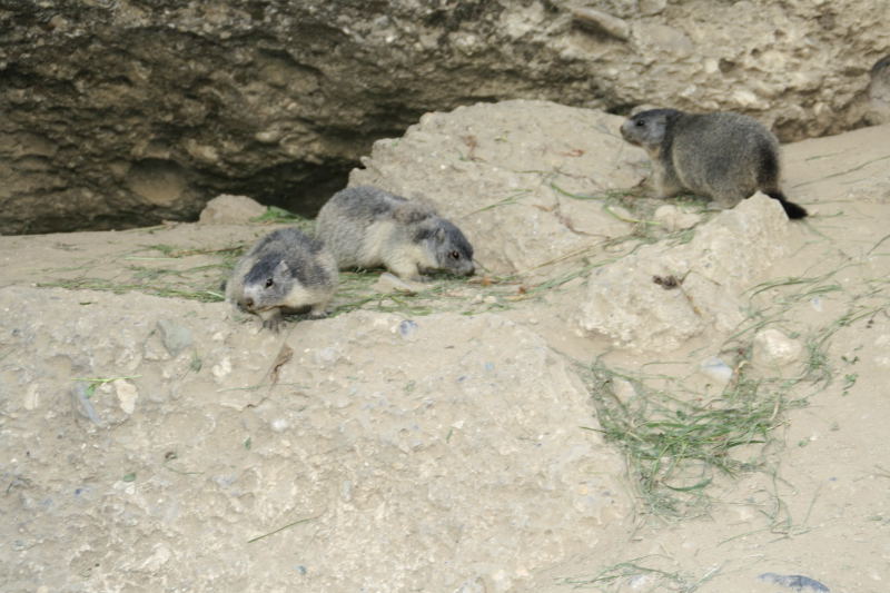 Nos amis les marmottes