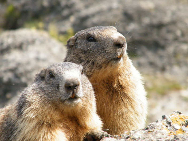 Nos amis les marmottes