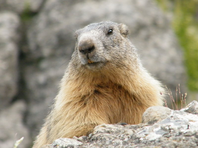 Nos amis les marmottes