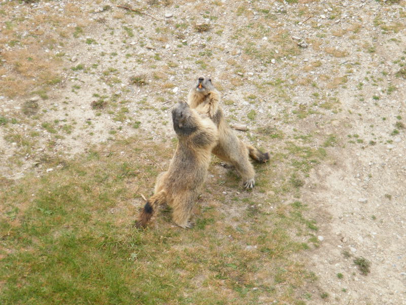 Nos amis les marmottes