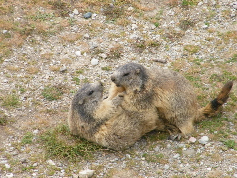 Nos amis les marmottes