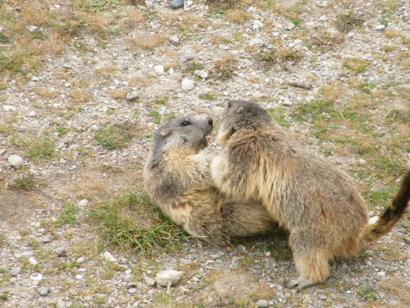 Nos amis les marmottes