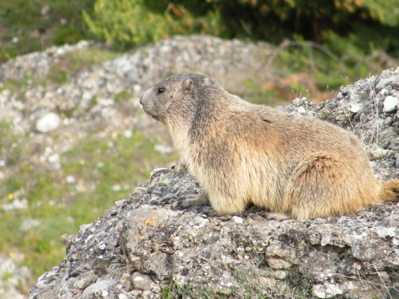 Nos amis les marmottes