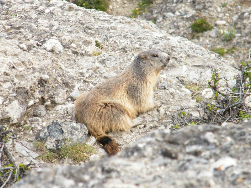 Nos amis les marmottes