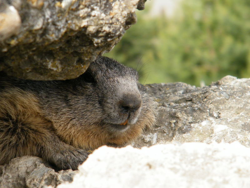 Nos amis les marmottes