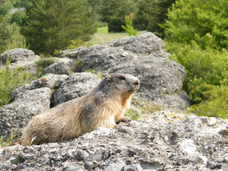 Nos amis les marmottes