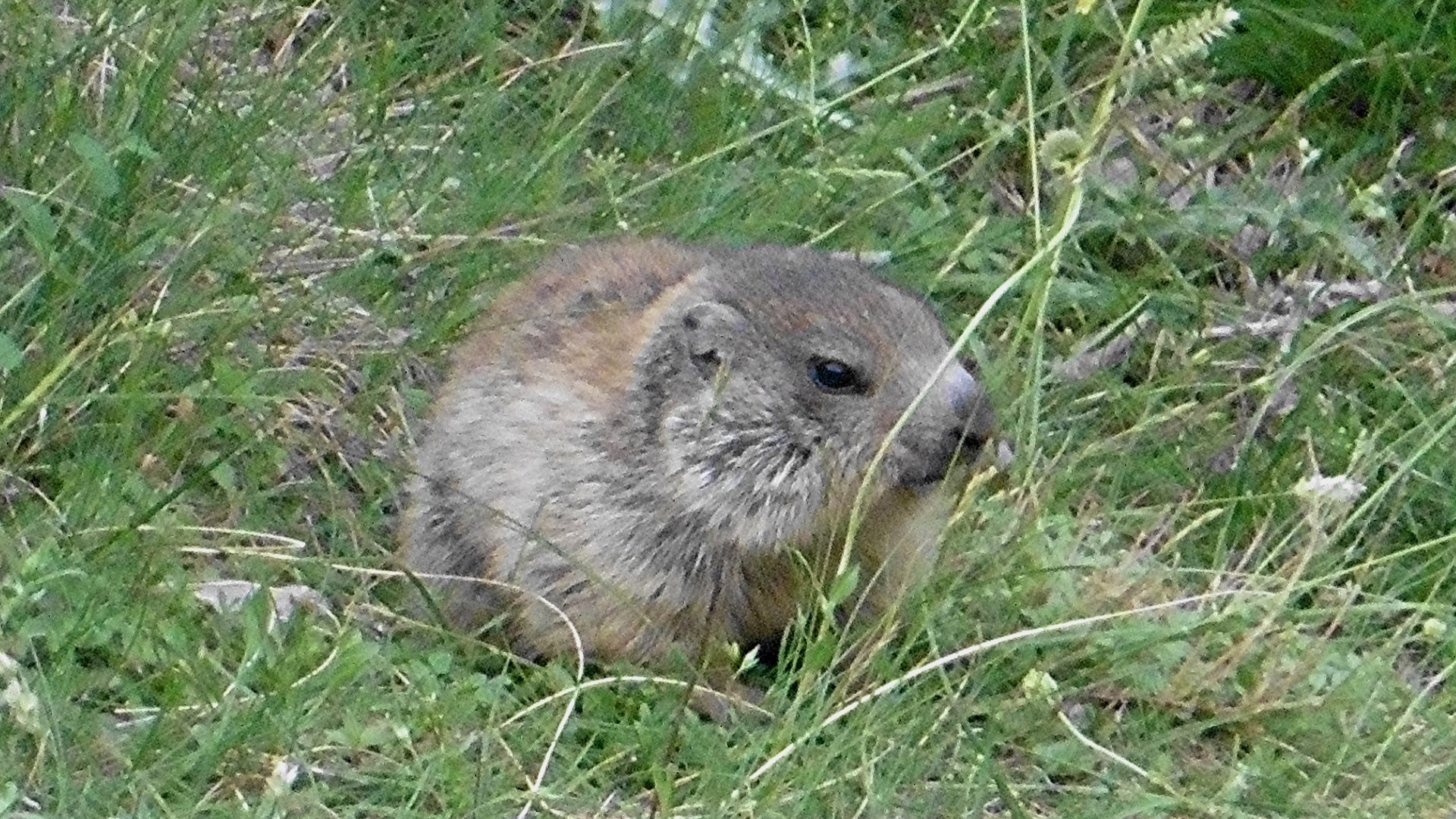 Marmotton 30 juin 2019