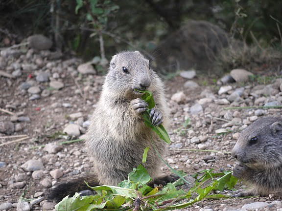 Nos amis les marmottes