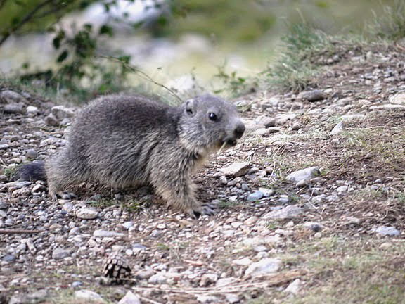 Nos amis les marmottes