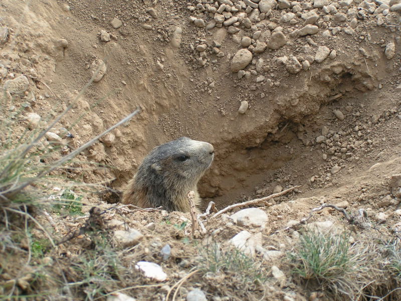 Nos amis les marmottes