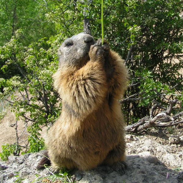 Nos amis les marmottes