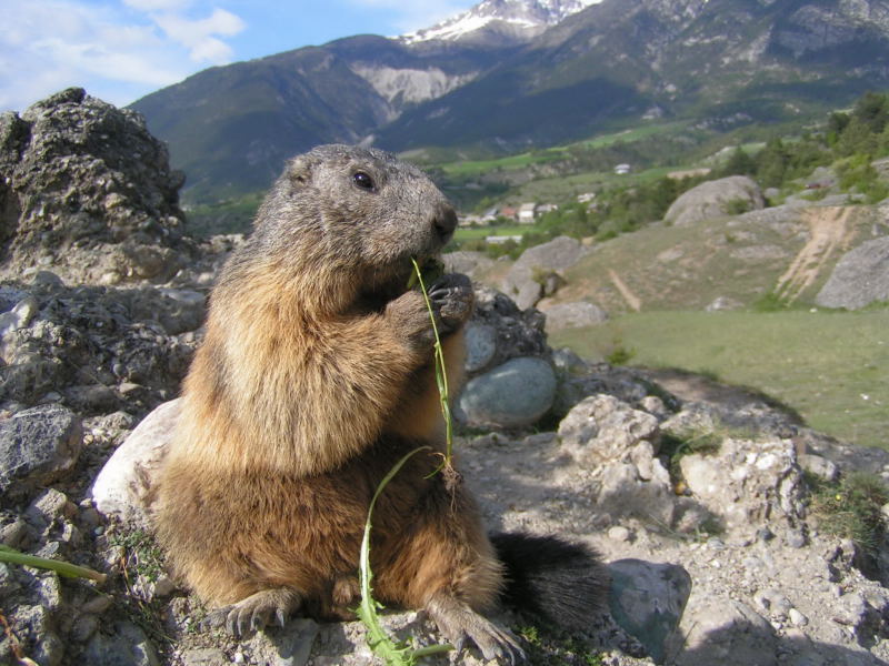 Nos amis les marmottes