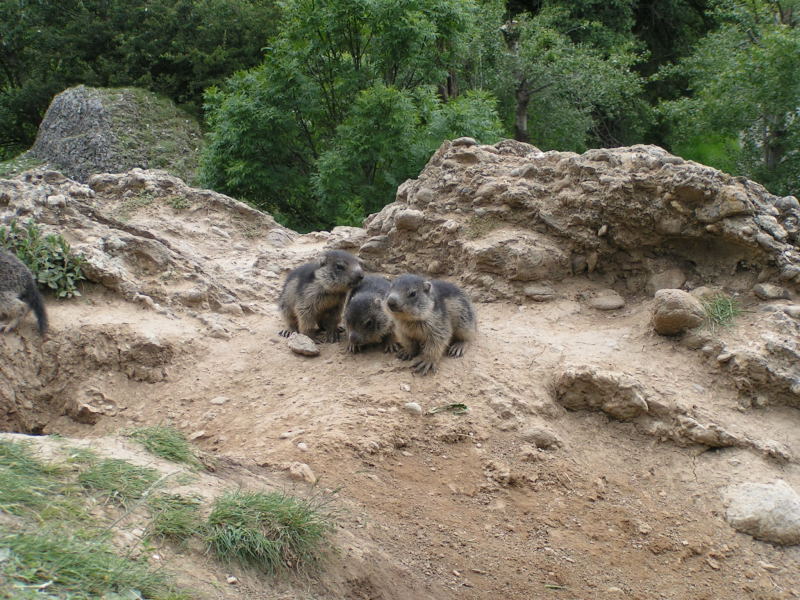 Nos amis les marmottes