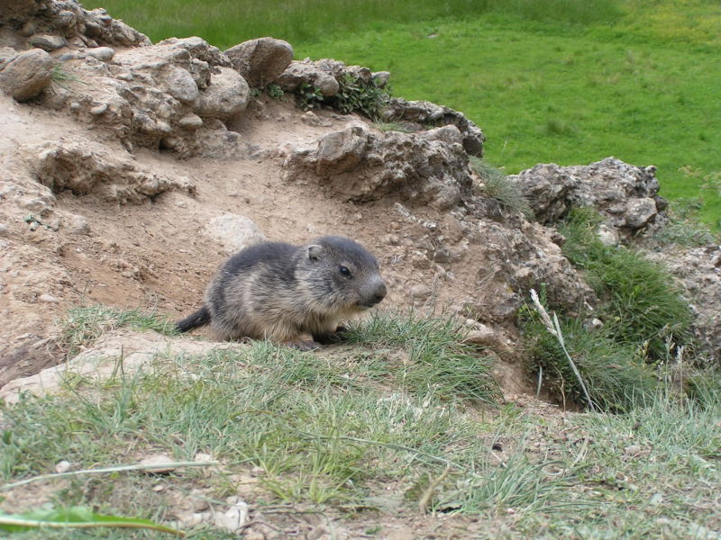 Nos amis les marmottes