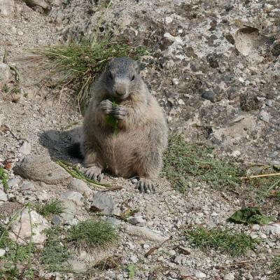 10 ans association balade sur le sentier des marmottes 47 a 1