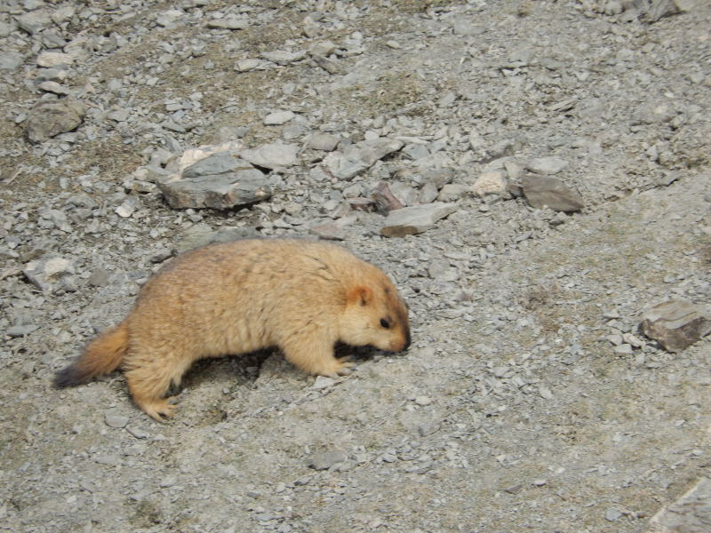 Marmotte Ladakh 2018