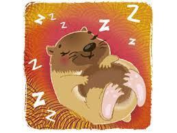 Marmotte qui dort