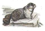 Marmotte sur un livre