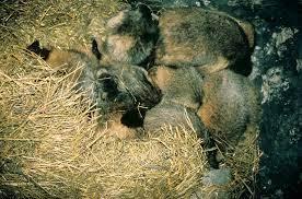 Hibernation de la marmotte